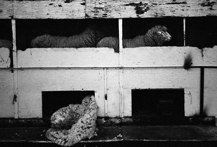 Shearing